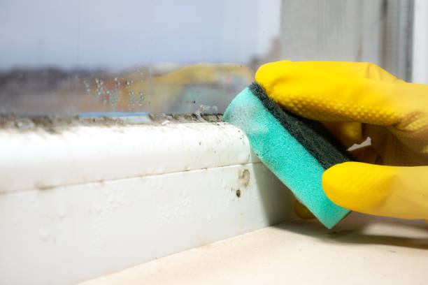 Best Residential Mold Removal  in Dulce, NM